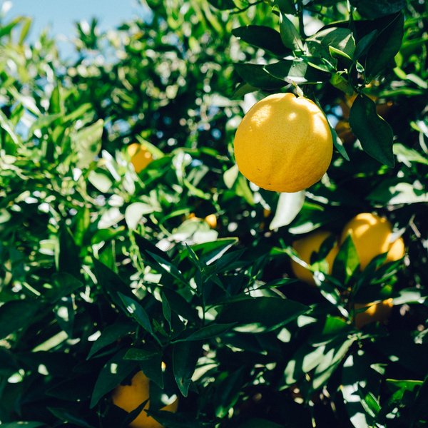 Lemon & Orange Vines Gift Bags